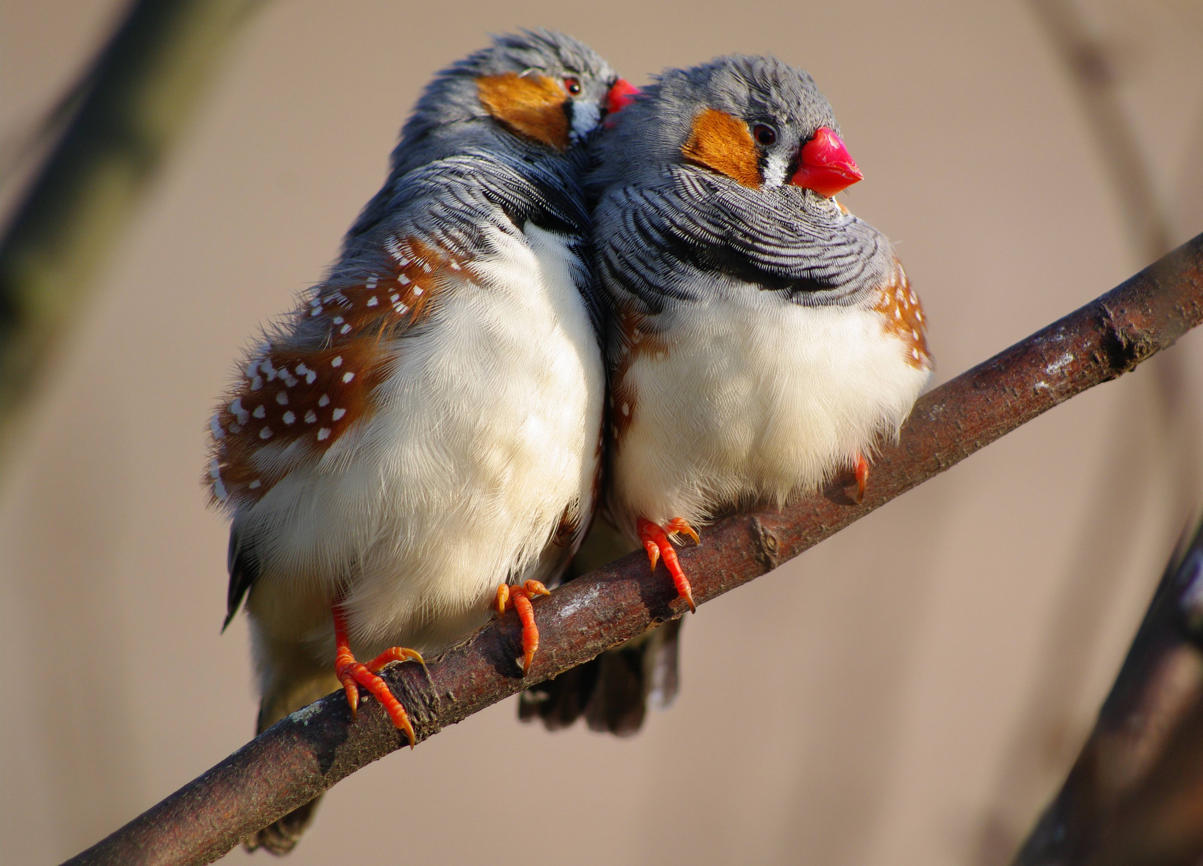 Zebra Finches Use Baby Talk To Teach Into The Void Science,Tiny House Communities In Southern California