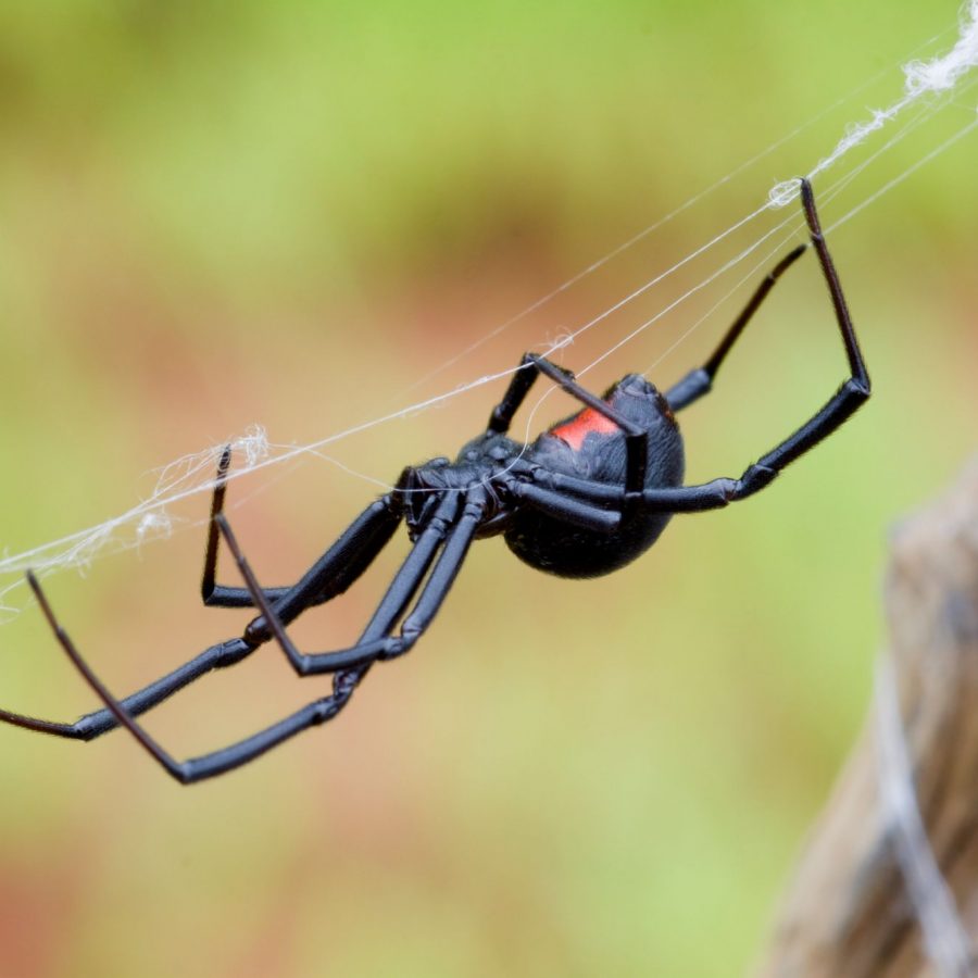 Паук 5 тонн. Самый ядовитый паук в мире. Borneo Black паук. Borneo Black паук купить.